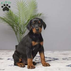 Bella, Doberman Pinscher Puppy